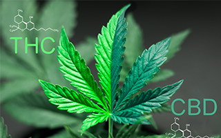 Medical Cannabis – wir helfen Ihnen gerne weiter.